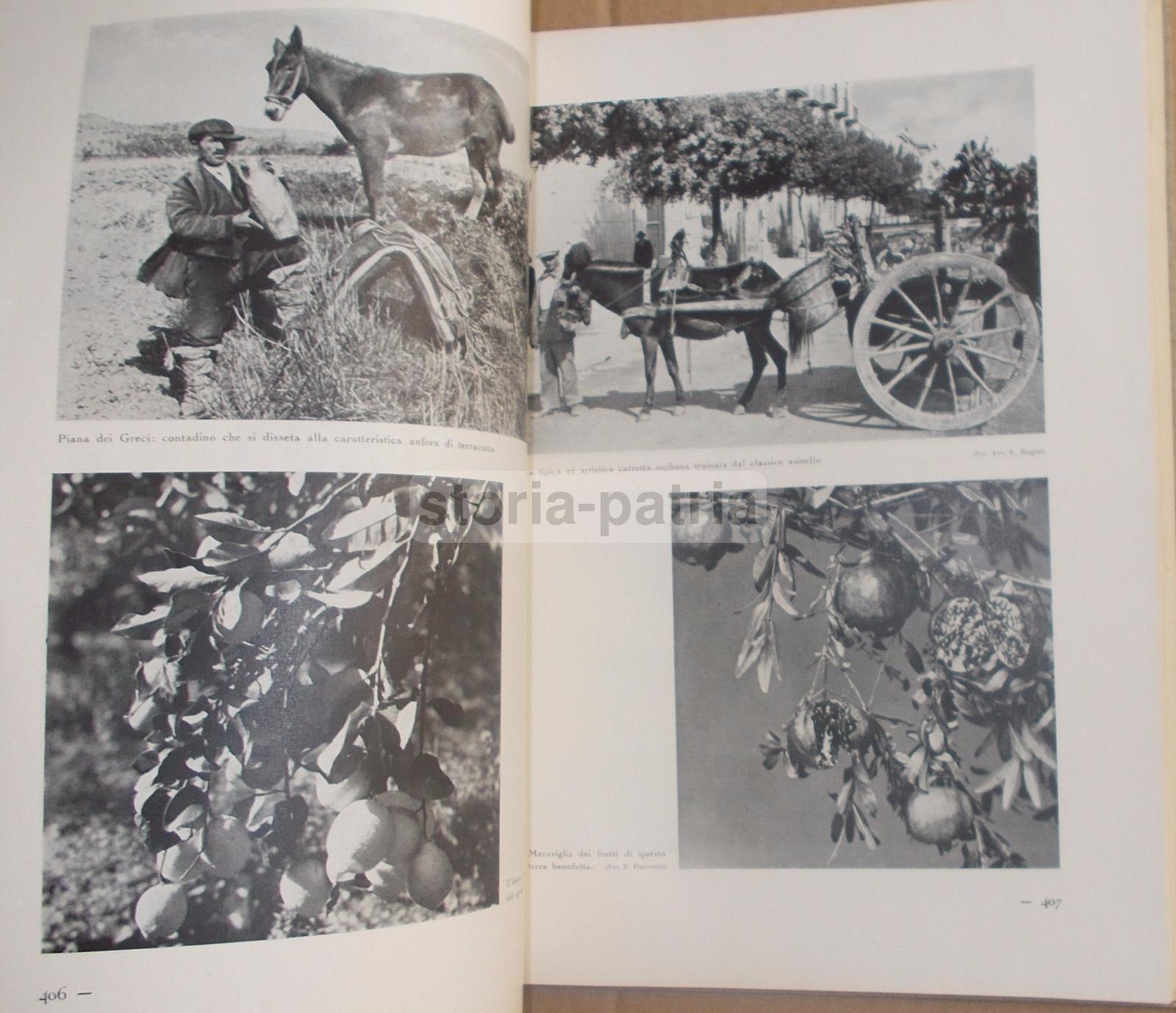 Agricoltura Regionale Italiana, Zootecnia, Vigne, Oliveti, Cereali, Pastorizia, 2 Voll immagine 2