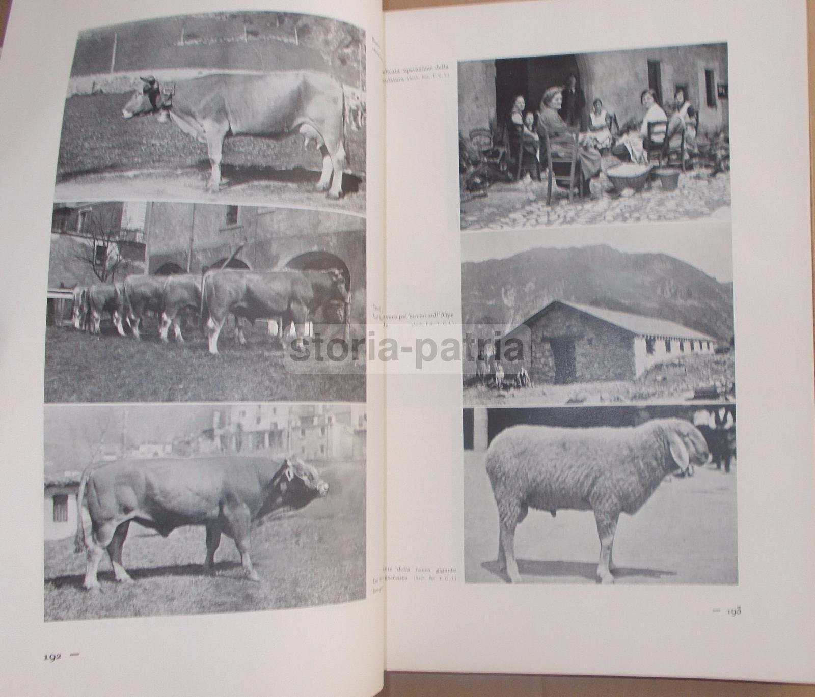 Agricoltura Regionale Italiana, Zootecnia, Vigne, Oliveti, Cereali, Pastorizia, 2 Voll immagine 9