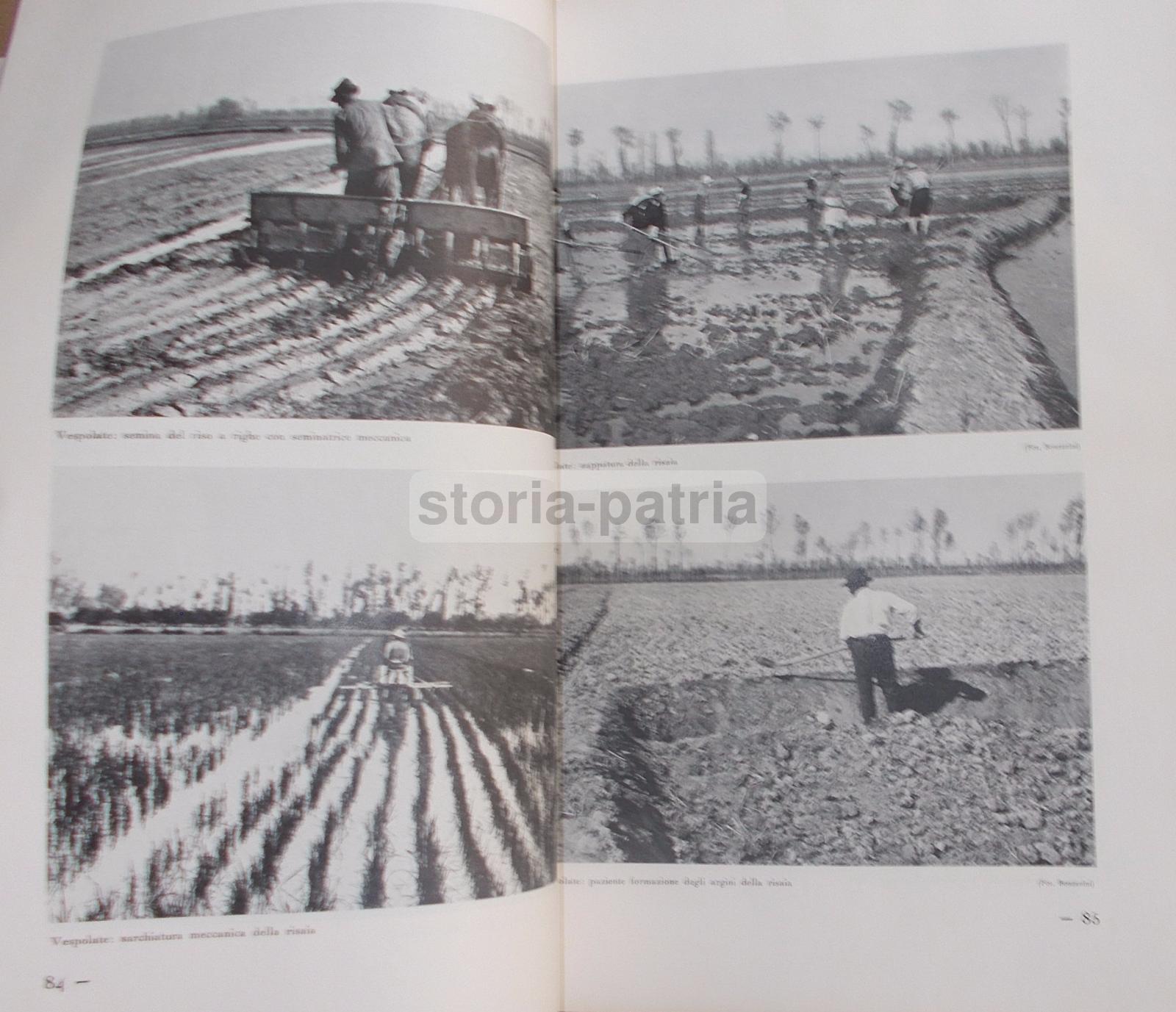Agricoltura Regionale Italiana, Zootecnia, Vigne, Oliveti, Cereali, Pastorizia, 2 Voll immagine 31